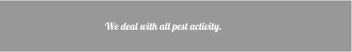 We deal with all pest activity.
