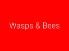 Wasps & Bees